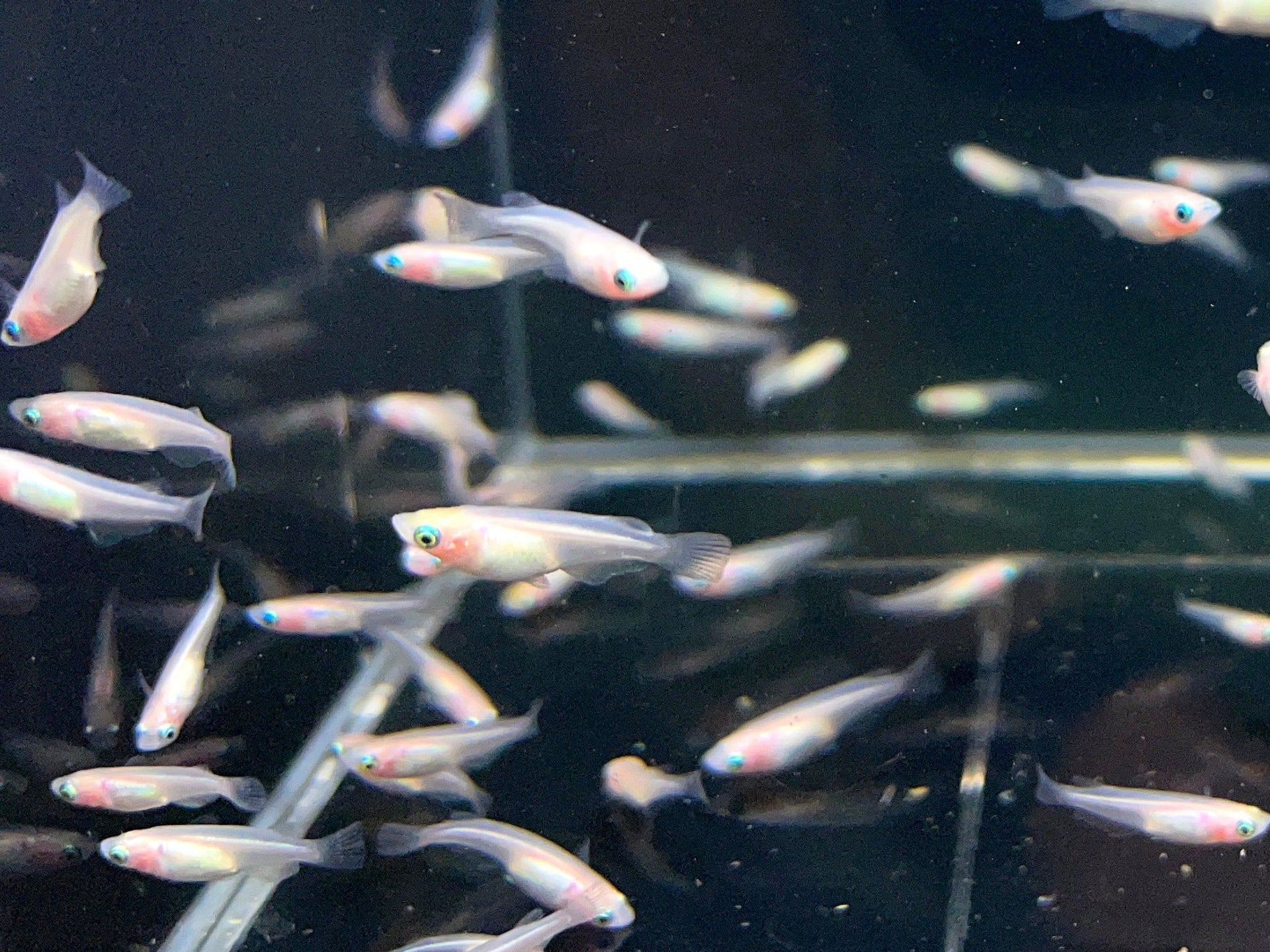 Pearl Galaxy Medaka – Shrimply Fintastic