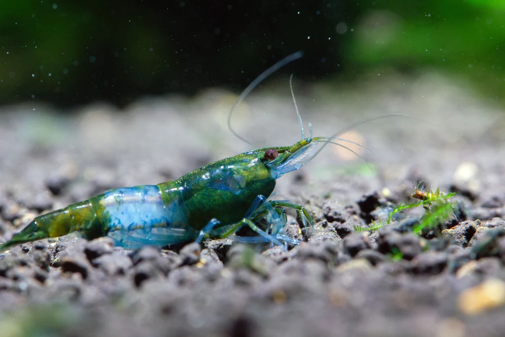 Green Rili