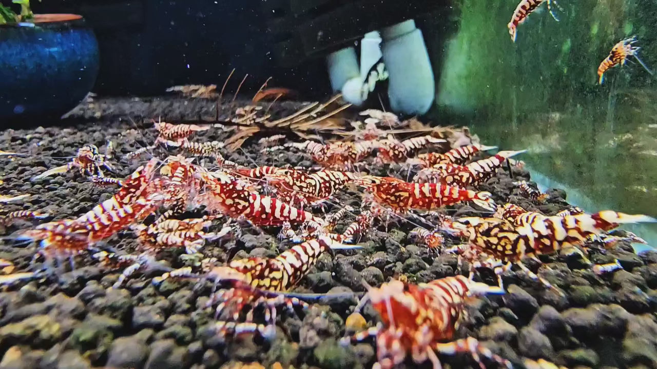 ゼロ ビヨンド&タイガトライストリウムレインボー&グリッタートリガーエタニティ S.H.Figuarts ウルトラマンタイガ トライストリウムレインボー』PV公開