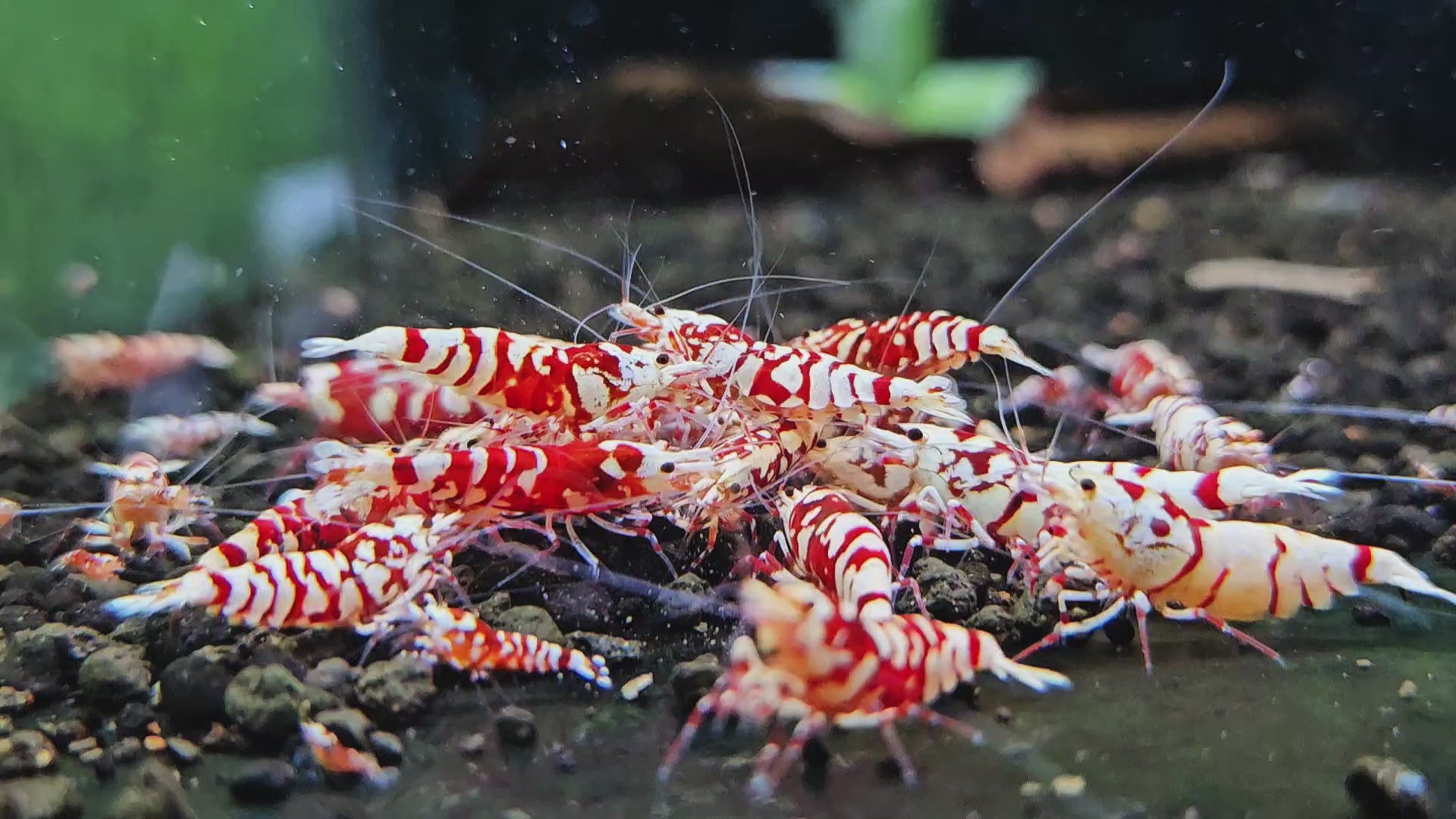 Golden-shrimp タイガービー 太極 ミドル ハイグレード Golden-shrimp 
