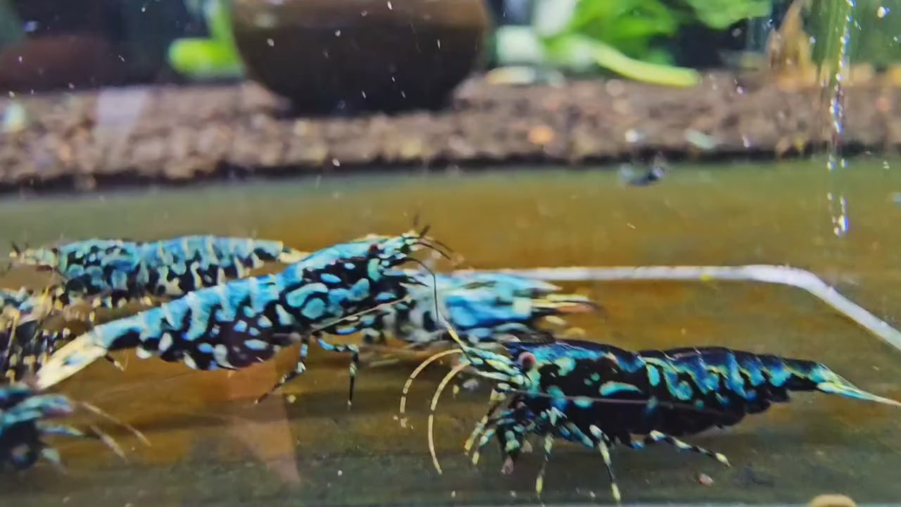 Metallic Blue Boa SSS+ (Top Grade) – Shrimply Fintastic