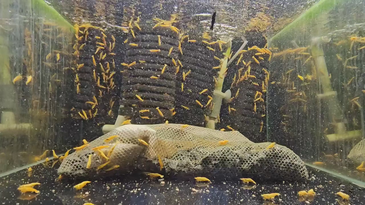 Yellow 24K – Shrimply Fintastic