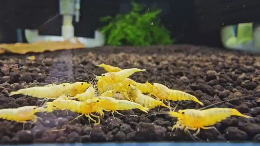 24K Gold Bee