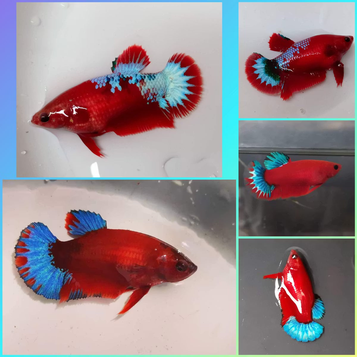Red 'HellBoy' Halfmoon Plakat (HMPK) Betta