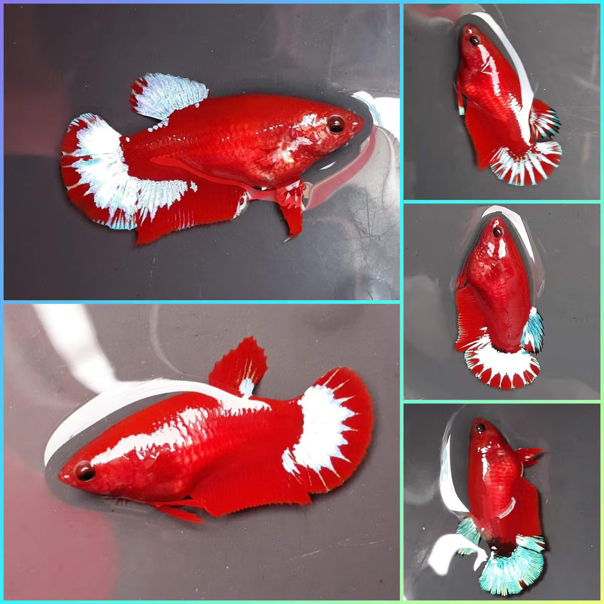 Red 'HellBoy' Halfmoon Plakat (HMPK) Betta