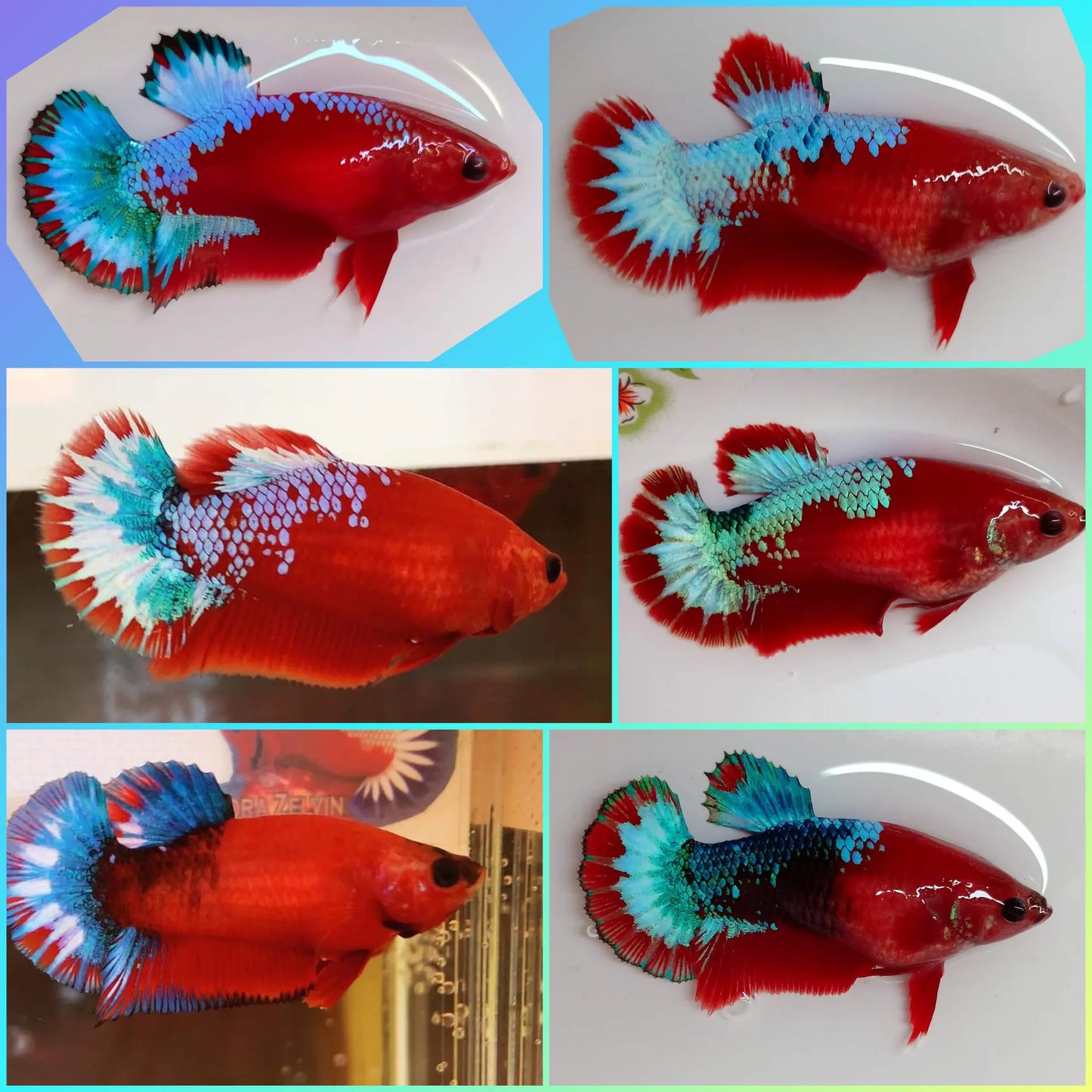 Red 'HellBoy' Halfmoon Plakat (HMPK) Betta