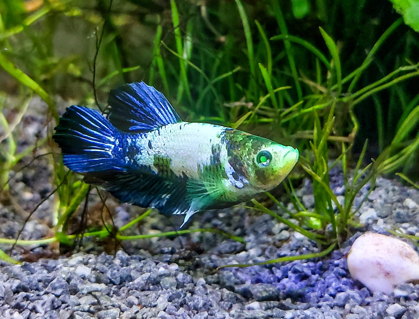 Neon Green Betta Hybrid