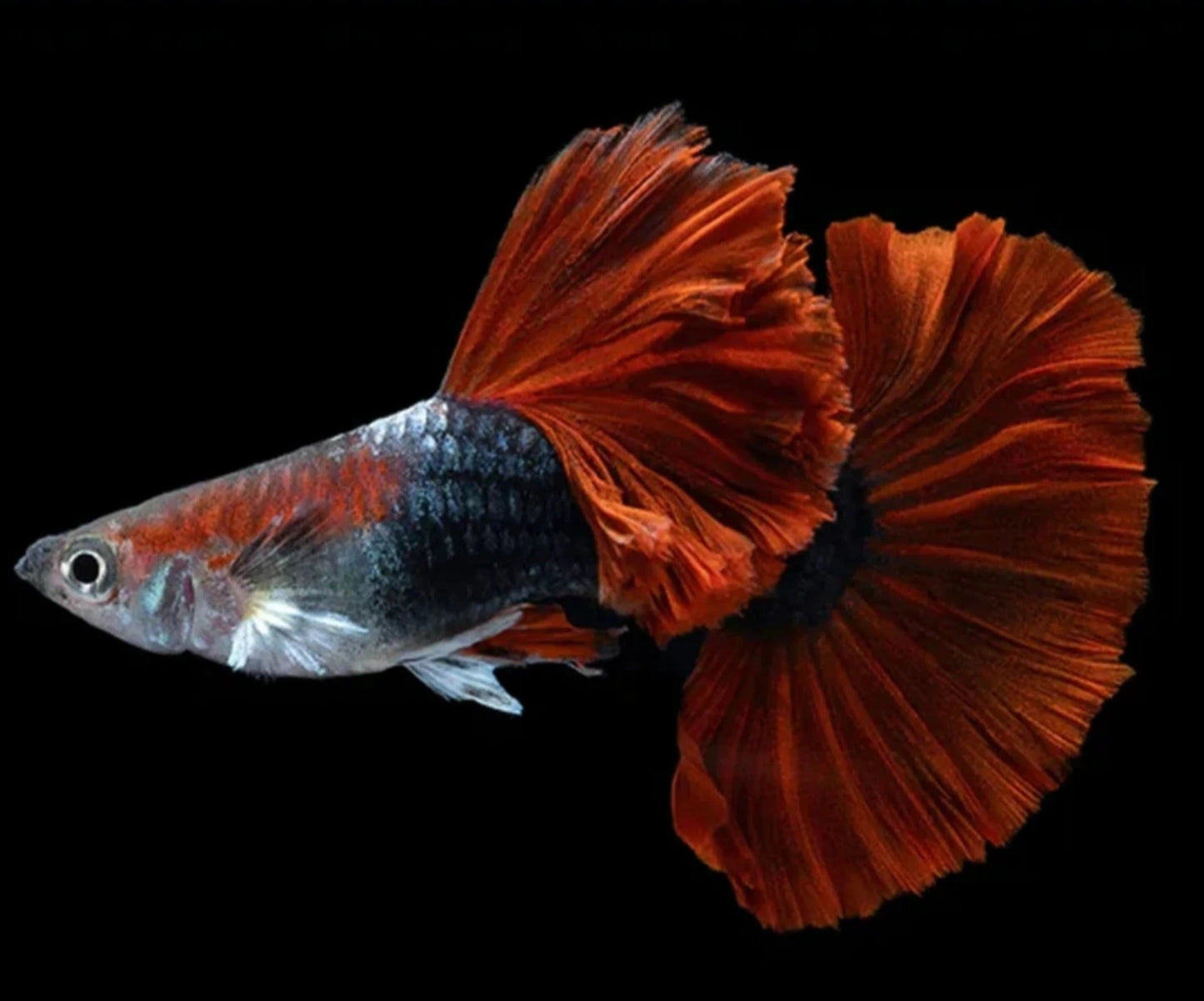 Half Black Red Rose Guppy