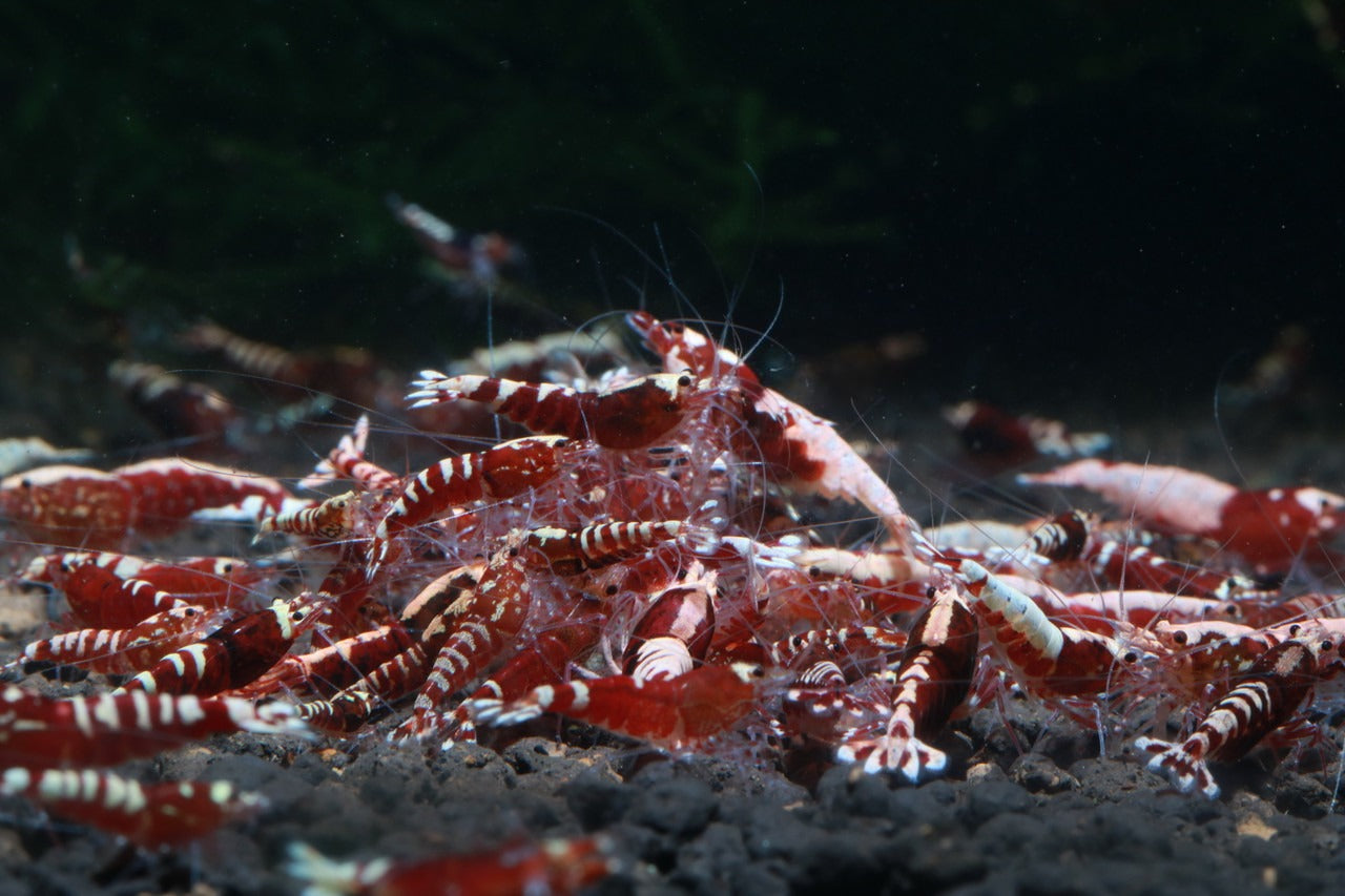 Red Pinto (Mixed Pattern)