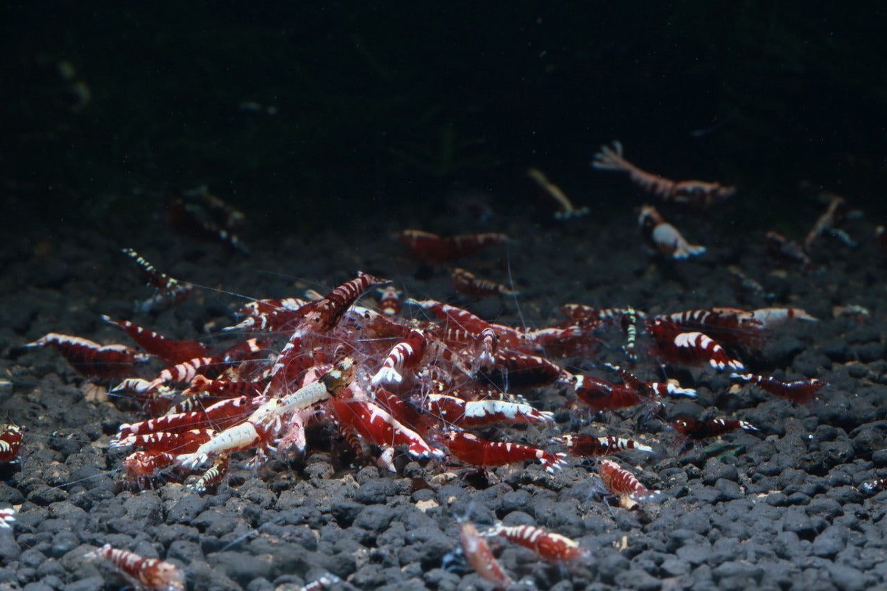 Red Pinto (Mixed Pattern)
