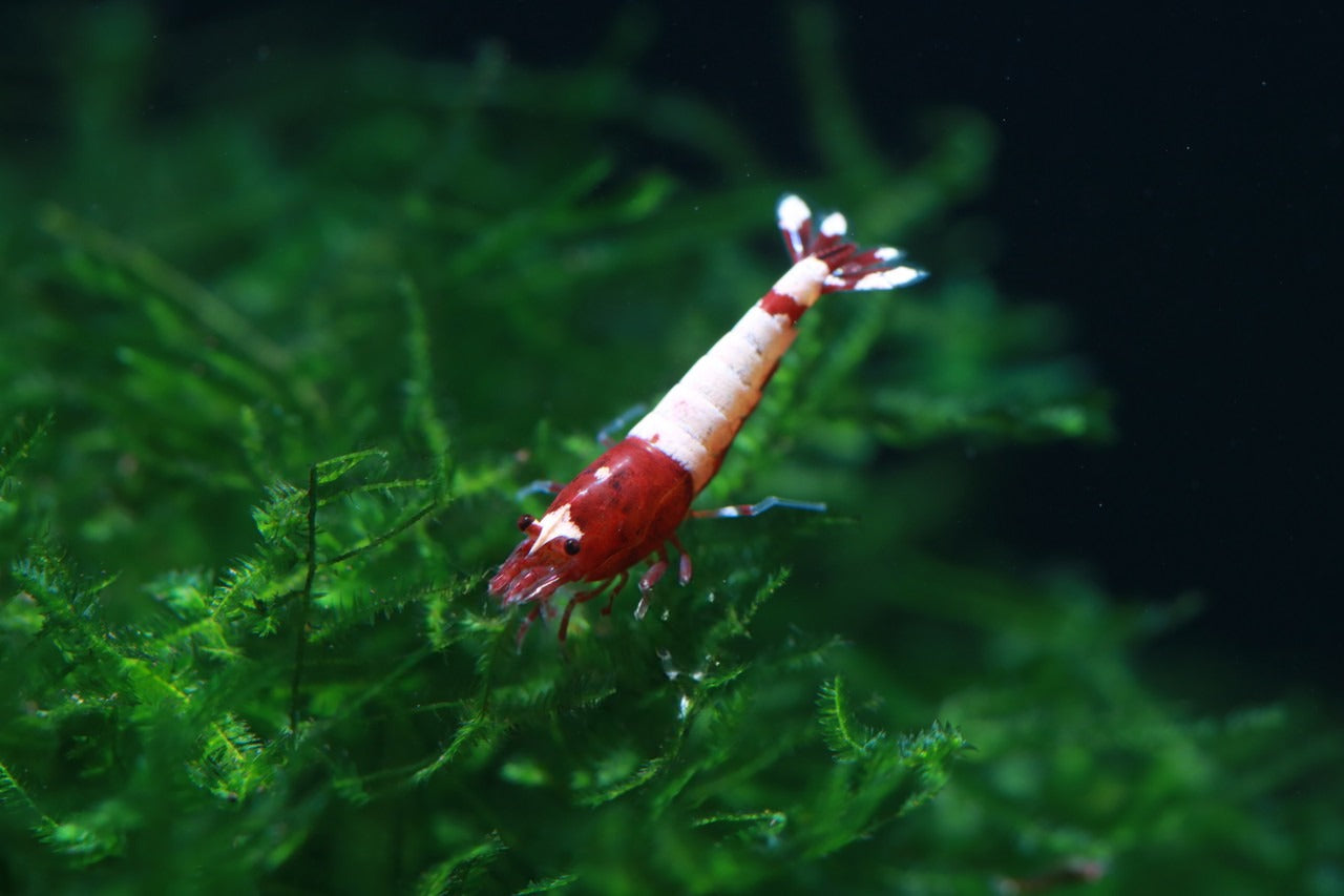 Red Pinto (Mixed Pattern)