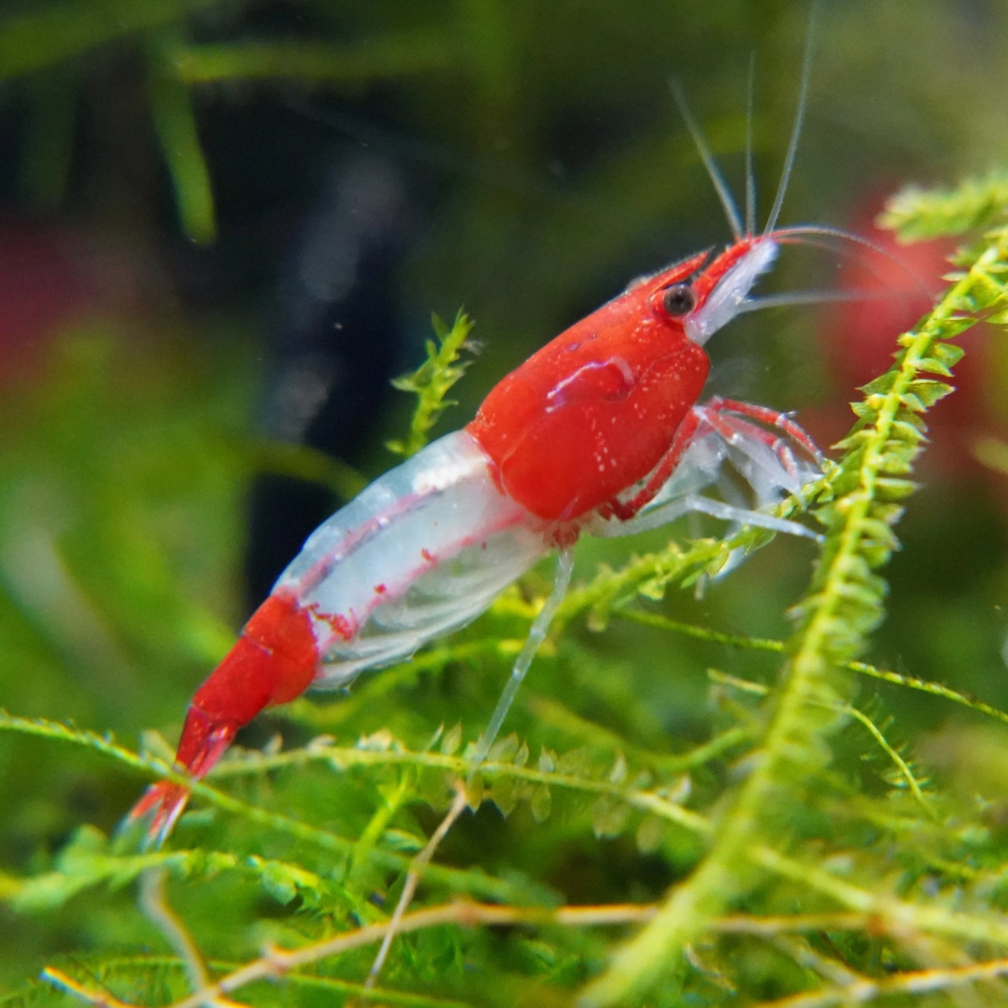 Red Rili