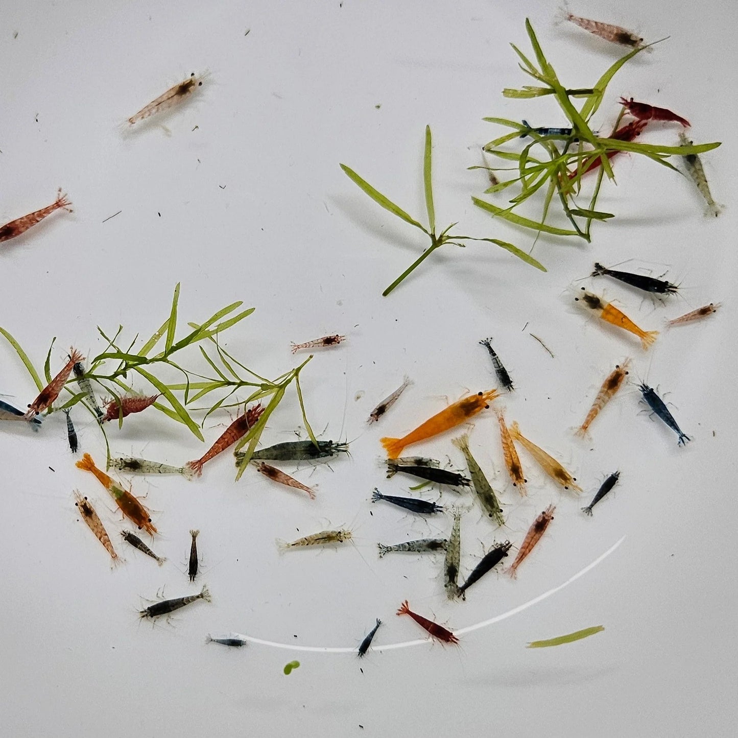 Mixed Neocaridina Skittles