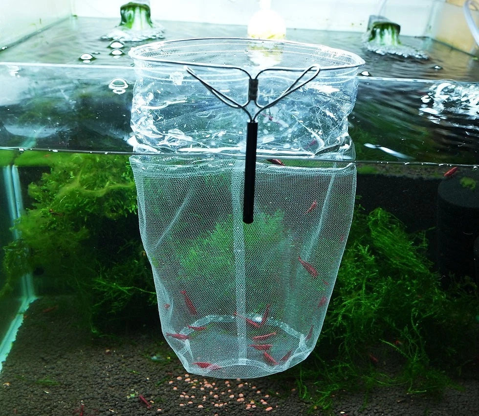 aquarium fish.net quarantine Shrimp Isolation Holding Net – Shrimply Fintastic