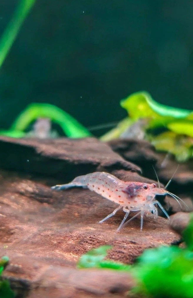 Red Amano / Yamato Shrimp