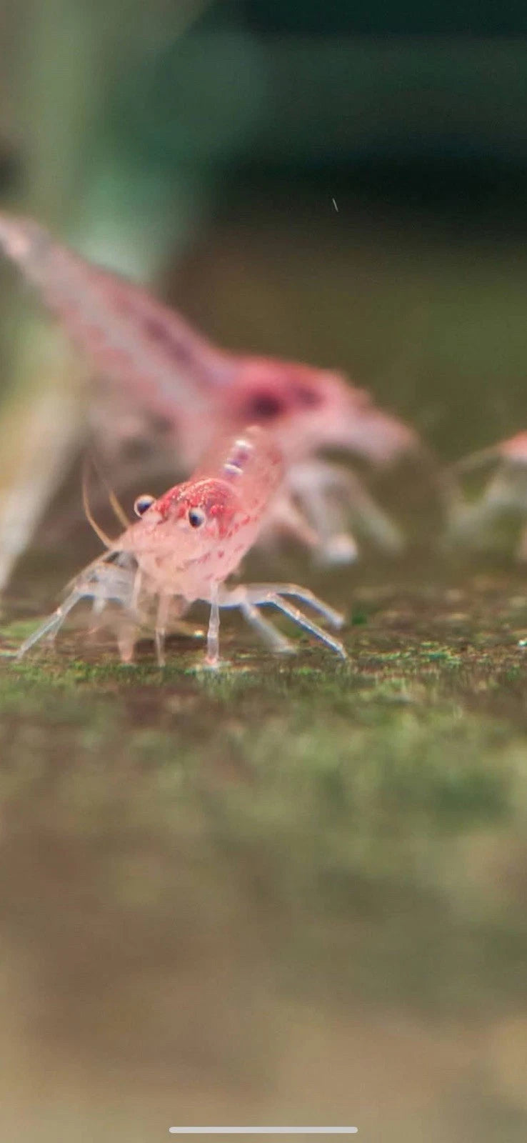 Red Amano / Yamato Shrimp