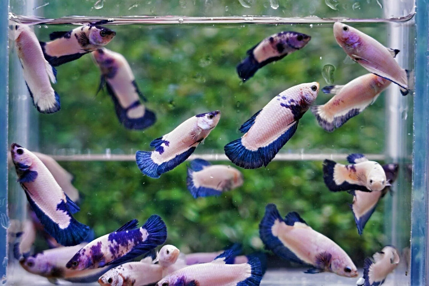 Blue Rim Halfmoon Plakat (HMPK) Betta