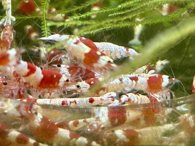 Crystal Red (Pure Red Line) Mixed Grade A-S