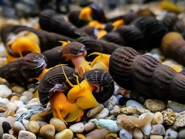 Orange Poso Rabbit Snail