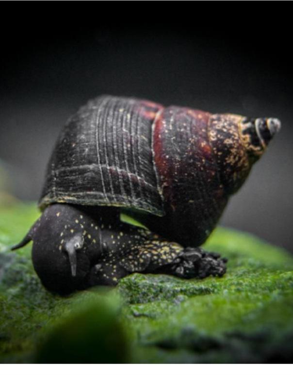 Triangle Rabbit Snail