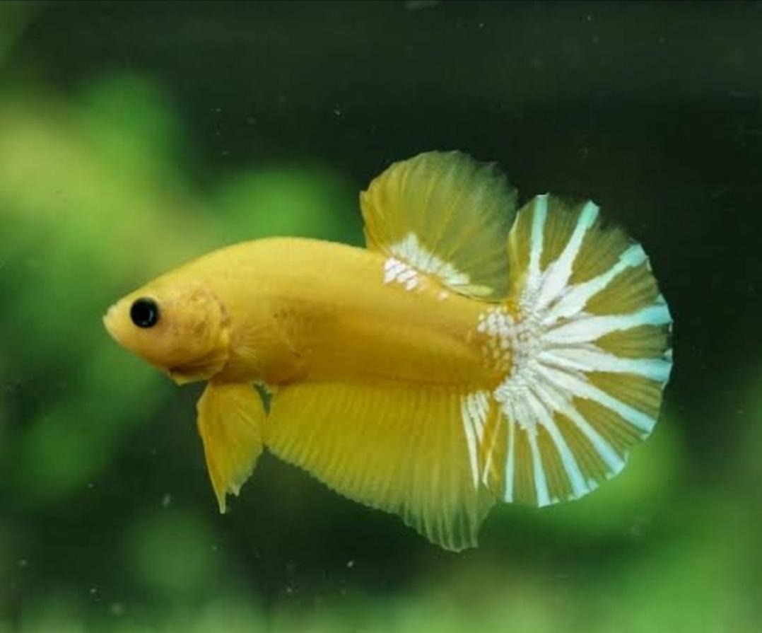 Yellow 'HellBoy' Halfmoon Plakat (HMPK) Betta