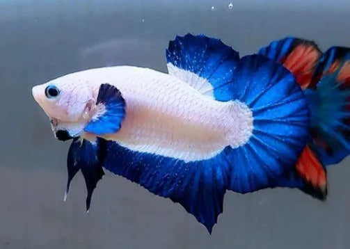 Blue Rim Halfmoon Plakat (HMPK) Betta